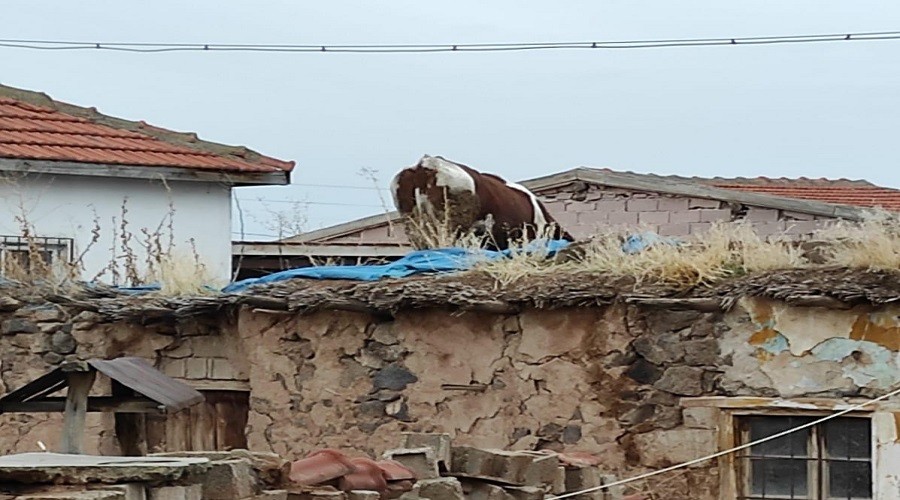 Damdaki inek