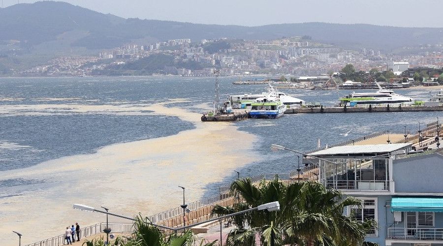 Deniz salyasına karşı ortak mücadele