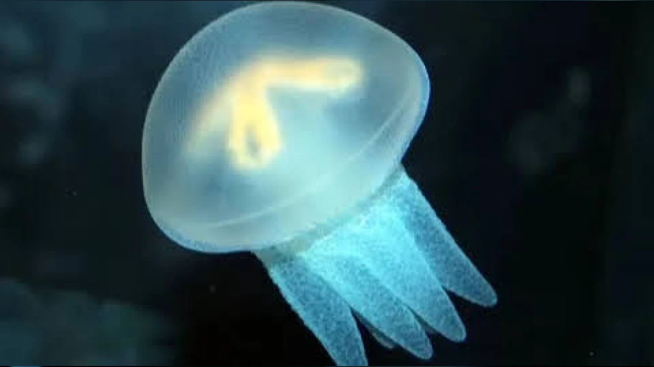 Denizalar� ����a ve kokuya duyarl�d�r