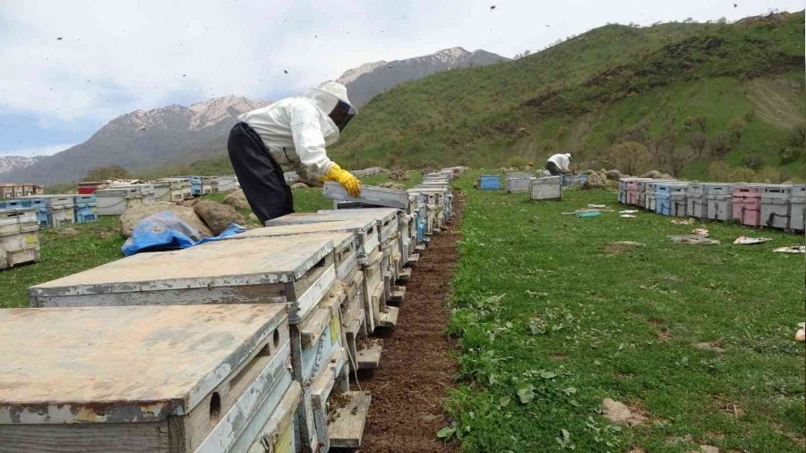 Derecik'te arı yetiştiricilerinin bal mesaisi başladı