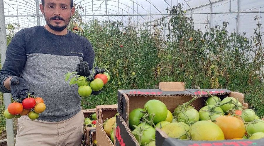 Devlet desteğiyle kurduğu serada dönüm başına 15 ton domates üretiyor