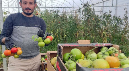 Devlet desteğiyle kurduğu serada dönüm başına 15 ton domates üretiyor