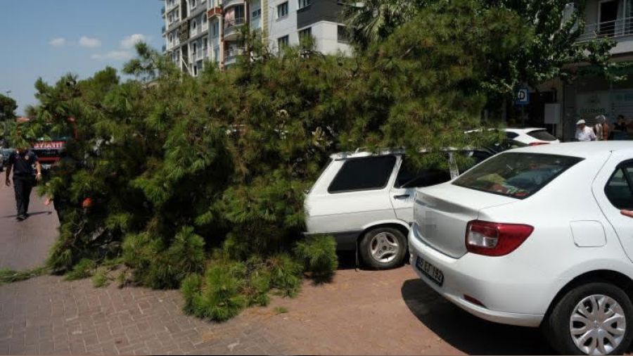 Devrilen a�a� 2 araca hasar verdi