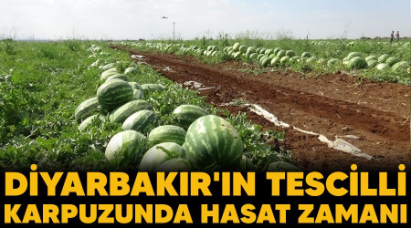 Diyarbakr'n tescilli karpuzunda hasat zaman