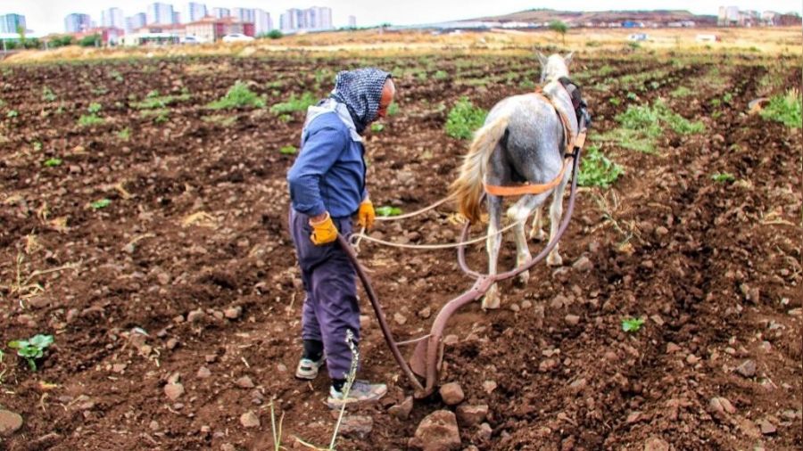 Diyarbakırlı çiftçinin kara saban tesellisi