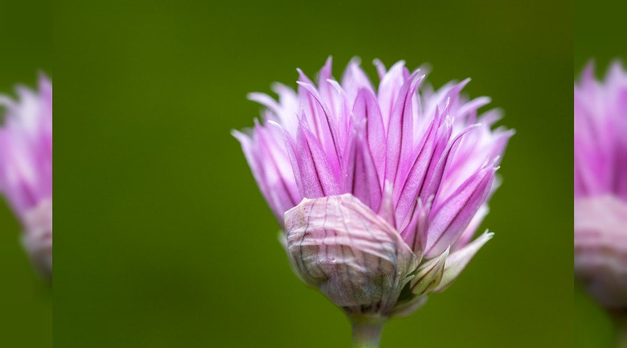 D�nya yerine zikri tercih ederler