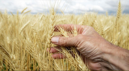 Dünyada gıda fiyatları düştü, Türkiye de arttı!