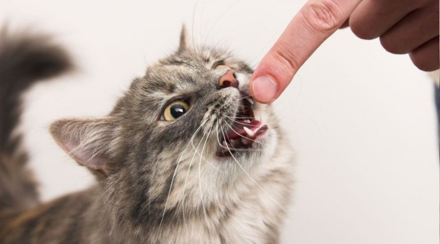 Düzce'de 32 kişiyi kedi köpek ısırdı
