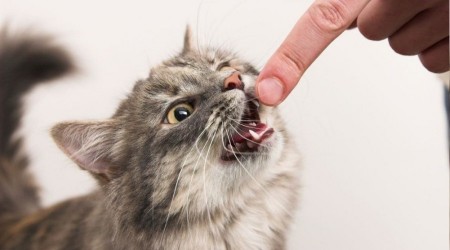 Düzce'de 32 kişiyi kedi köpek ısırdı