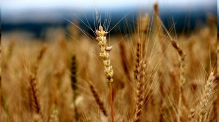 Edirne'de buğday 4 lira 51 kuruştan satıldı