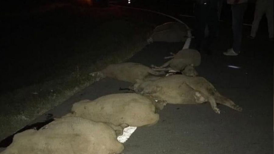 Edirne'de otomobilin arasna dald srdeki 7 koyun telef oldu