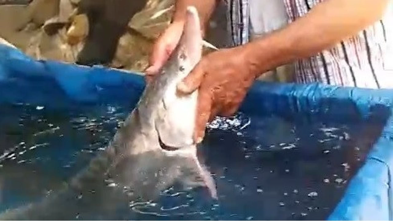 Elaz��'da bal�k��n�n oltas�na tak�ld�: Havyar� 2 milyon lira