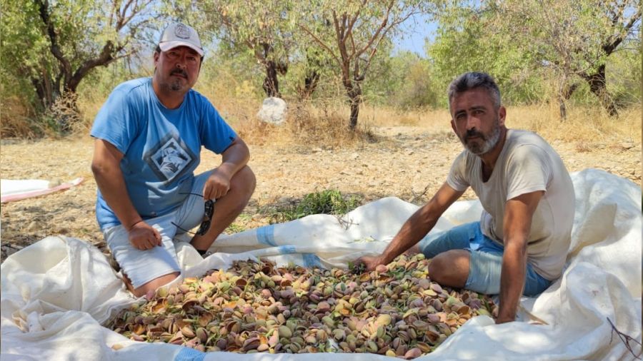 En deerli badem Data'da yetiiyor