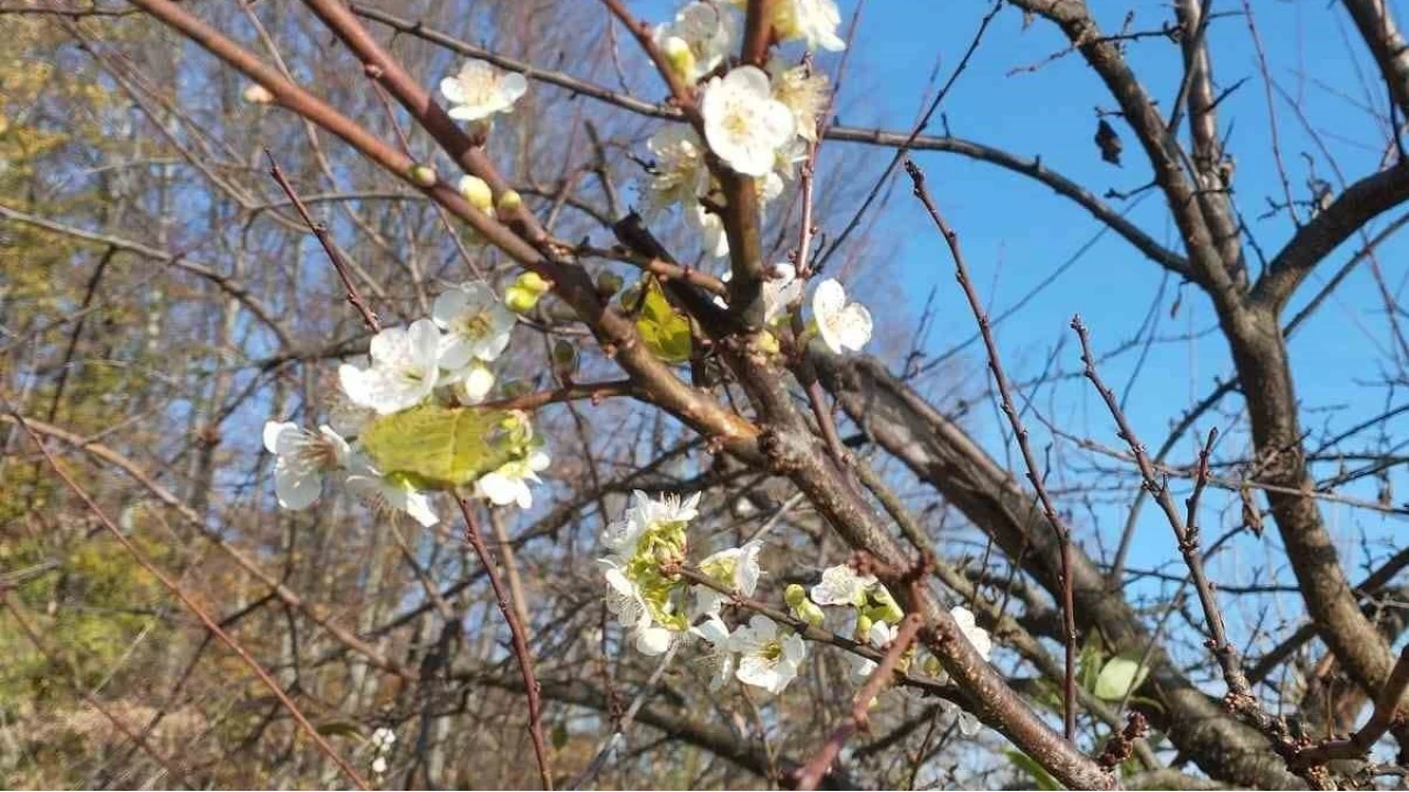 Erik aac Aralk aynda iek at