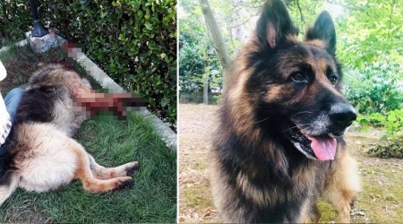 Eşini ısıran köpeği silahla vurdu