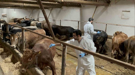 Eskişehir'de ekipler şap hastalığına karşı sahada