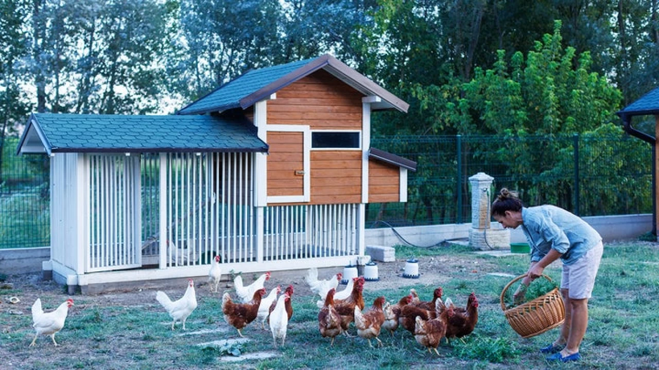 Evde tavuk beslemek isteyenler bunları mutlaka bilmeli