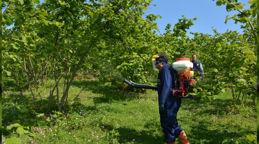 Fındıkta külleme mücadelesi başladı