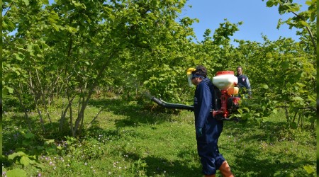 Fındıkta külleme mücadelesi başladı