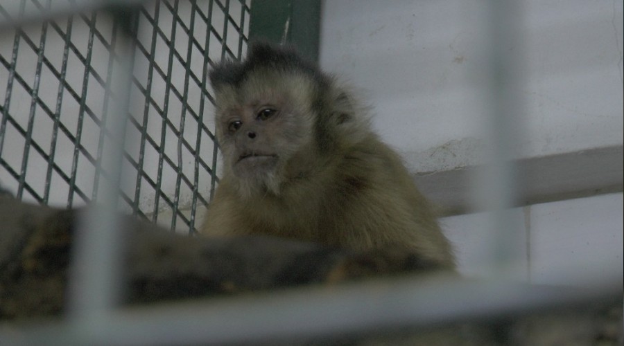 Firar eden maymun elektrik ak�m�na kap�ld�