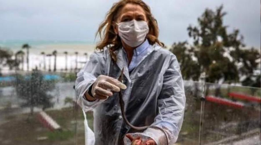 Frtna bal denizden balkona uurdu!