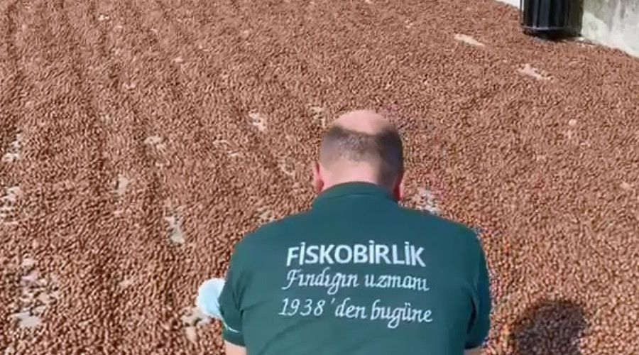 FİSKOBİRLİK'te randımana göre fındık alım fiyatı yükseliyor