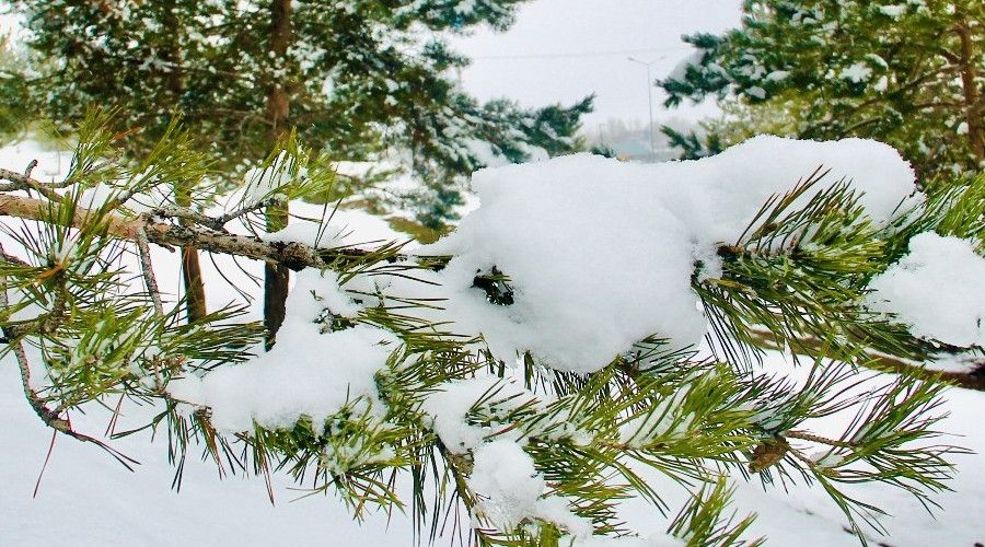 Fotohaber: Kar alt�ndaki �amlar g�z kama�t�rd�