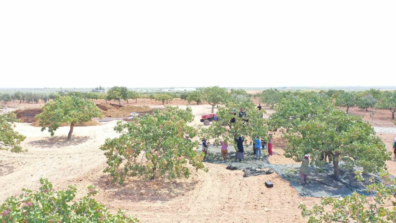 Gaziantep'te boz Antep fıstığı hasadı başladı