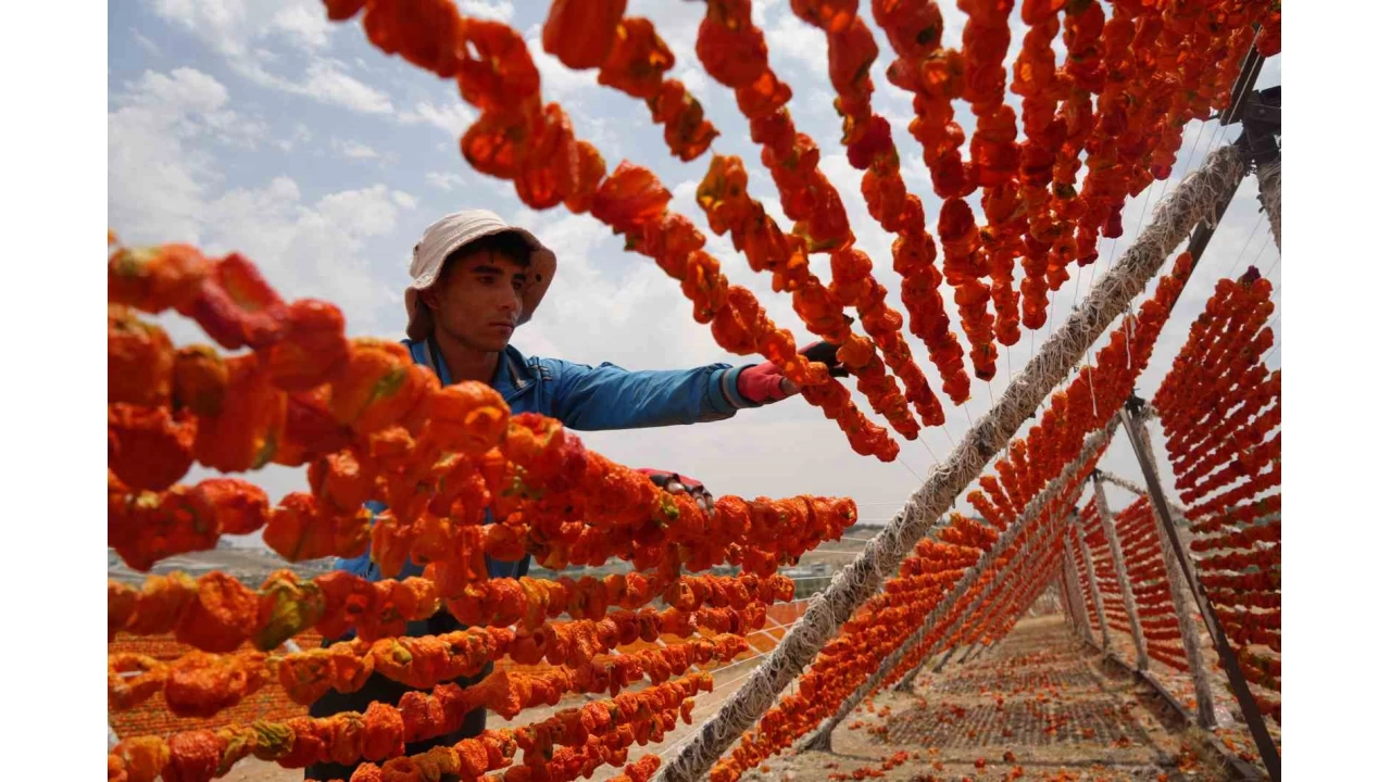 Gaziantep'te kurutmalık sezonu başladı