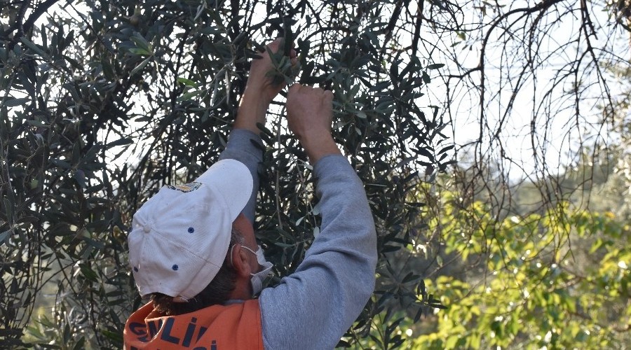 Gemlik parklarında zeytin seferberliği