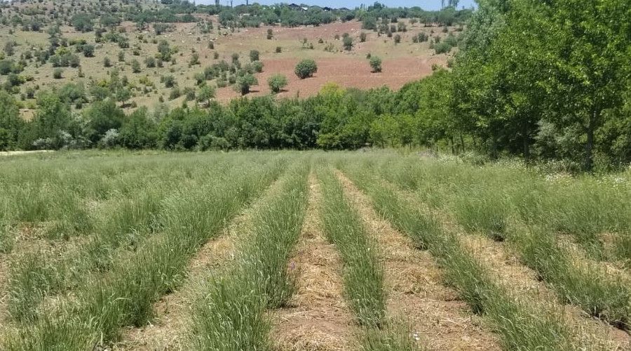 Giresun'da DOKAP deste�iyle lavanta bal� ve ya�� �retimi hedefleniyor
