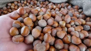 Giresun'da fındık yılın ilk iş gününde 101 liradan alıcı buluyor