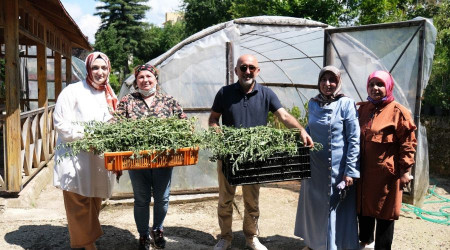 Giresun'da şeker otu olarak bilinen 'Stevia' hasadı yüz güldürdü
