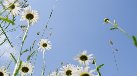 Gk ehli nezdinde sevilir