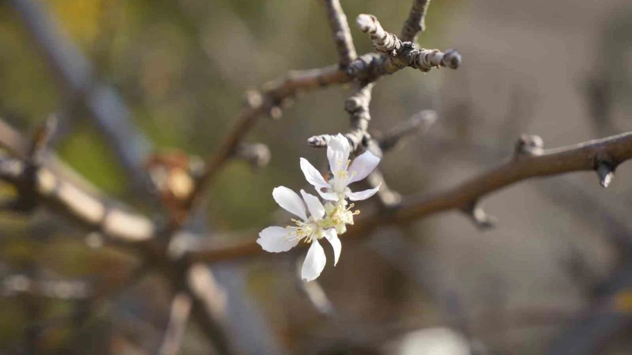 Gümüşhane'de kasım ayında çiçek açan elma ağacı şaşırttı