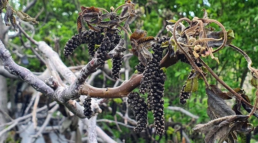 G�m��hane'yi don vurdu