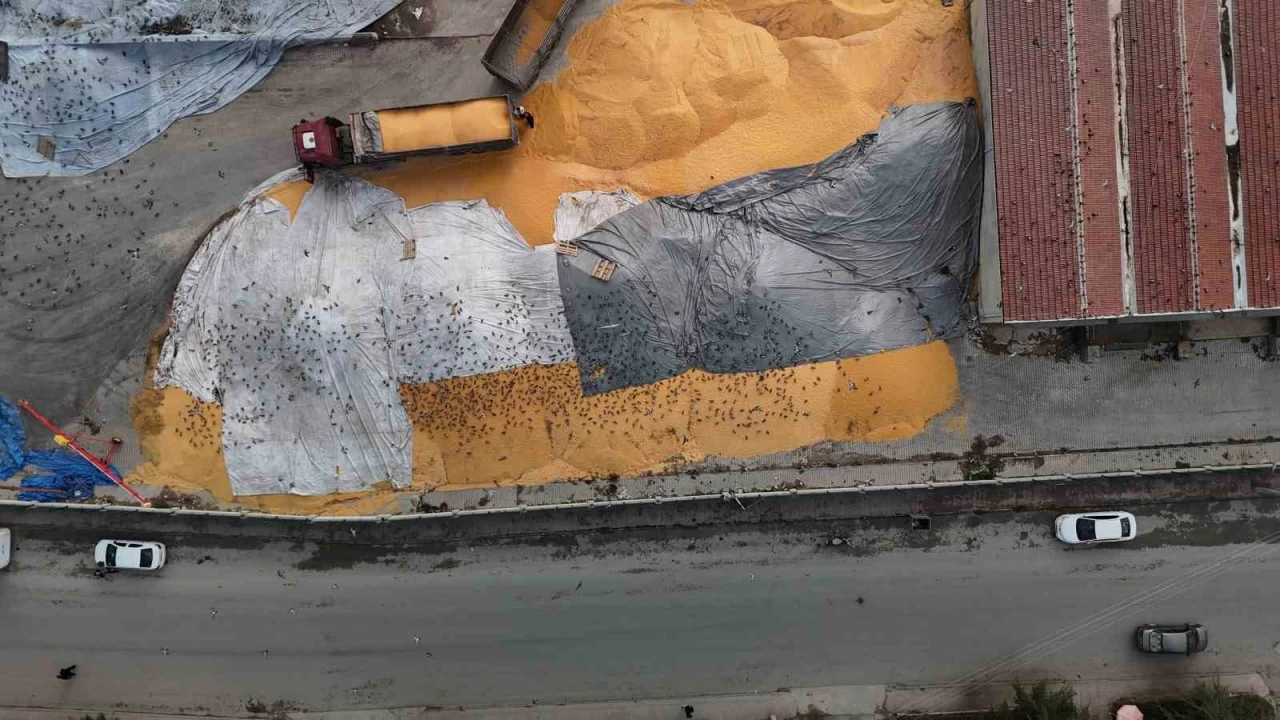 Güvercinler için adeta açık büfe