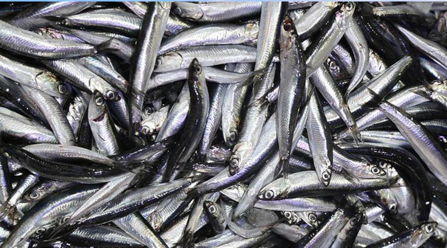 Hamsi avı yasağı 10 gün daha uzatıldı