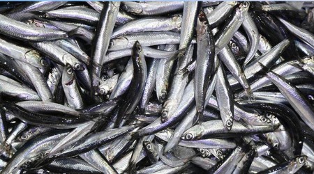 Hamsi avı yasağı 10 gün daha uzatıldı