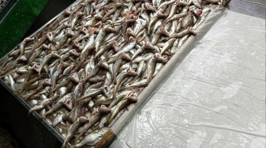 Hamsi yasa�� kalkt� ama tezgahlar bo�