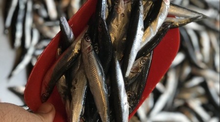 Hamsinin fiyatı yarı yarıya düştü