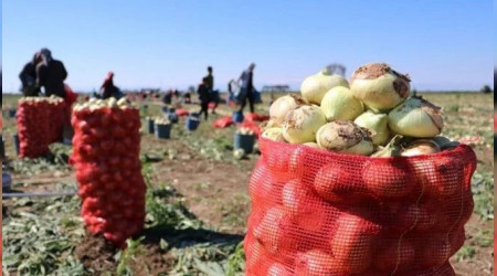 Hasat başladı fiyatlar düştü