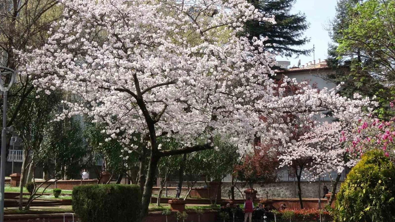 Havalar �s�n�yor polen alerjisine dikkat