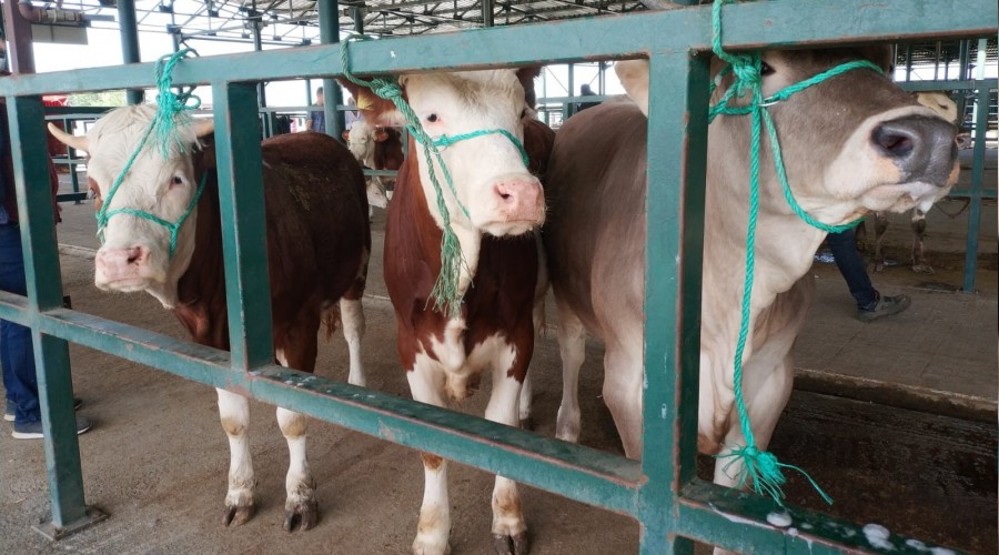 Hayvan pazarlar�nda hareketlilik ba�lad�