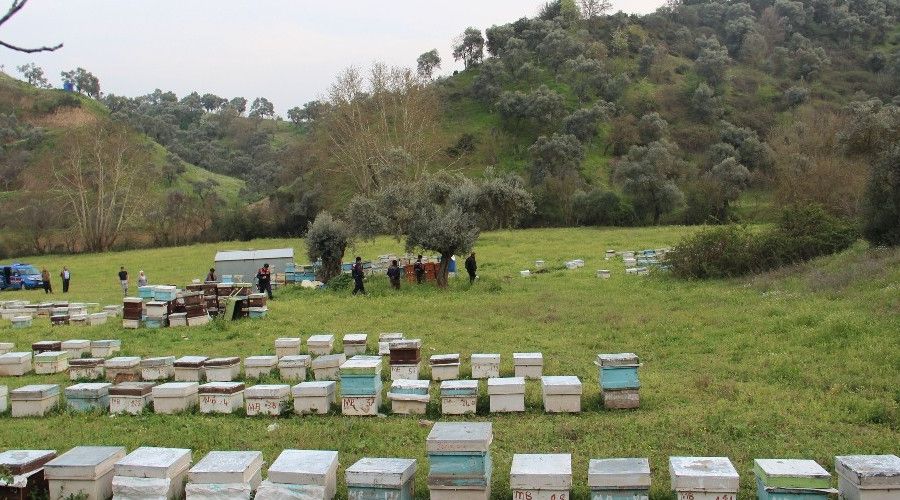 H�rs�zlar ar� kovanlar�na dadand�, Ar�c�lar Birli�i uyard�