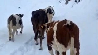 Hizan'da yayladaki hayvanlar kara hazırlıksız yakalandı