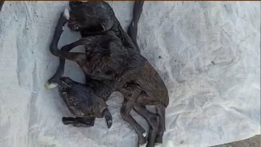 I�d�r'da �ift ba�l� alt� ayakl� o�lak d�nyaya geldi