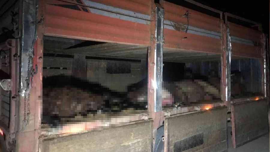 I�d�r'da otomobil koyun s�r�s�ne dald�, 20 koyun telef oldu