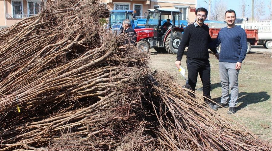 Iğdır'da yüzde 60 hibeli kayısı fidanı dağıtımı