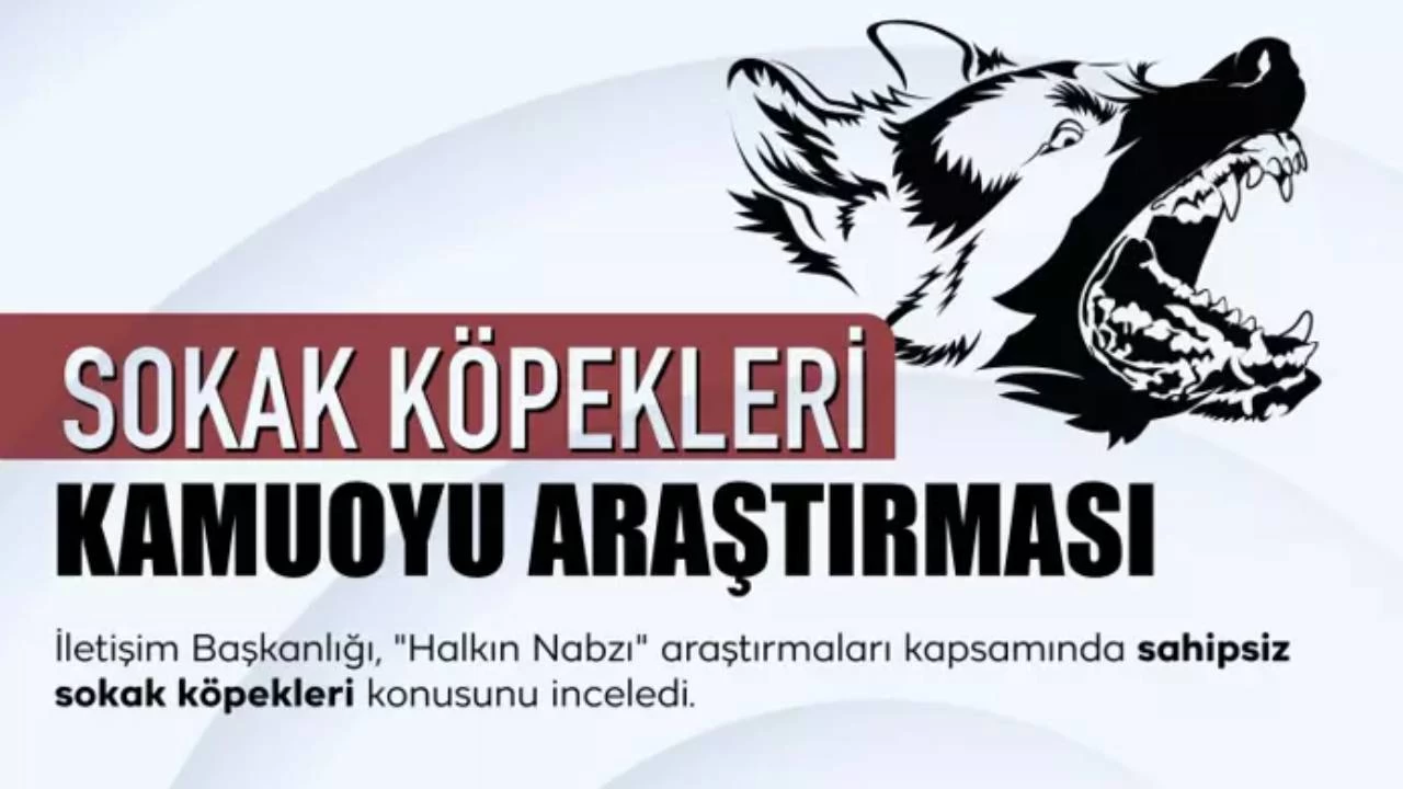 letiim Bakanlndan sokak kpekleri kamuoyu aratrmas